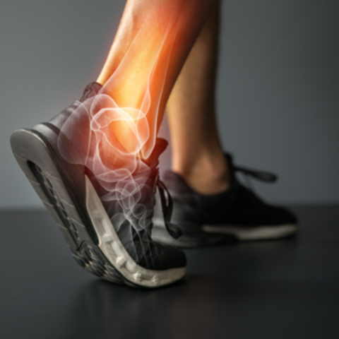 Illustration of the inside of an ankle and foot